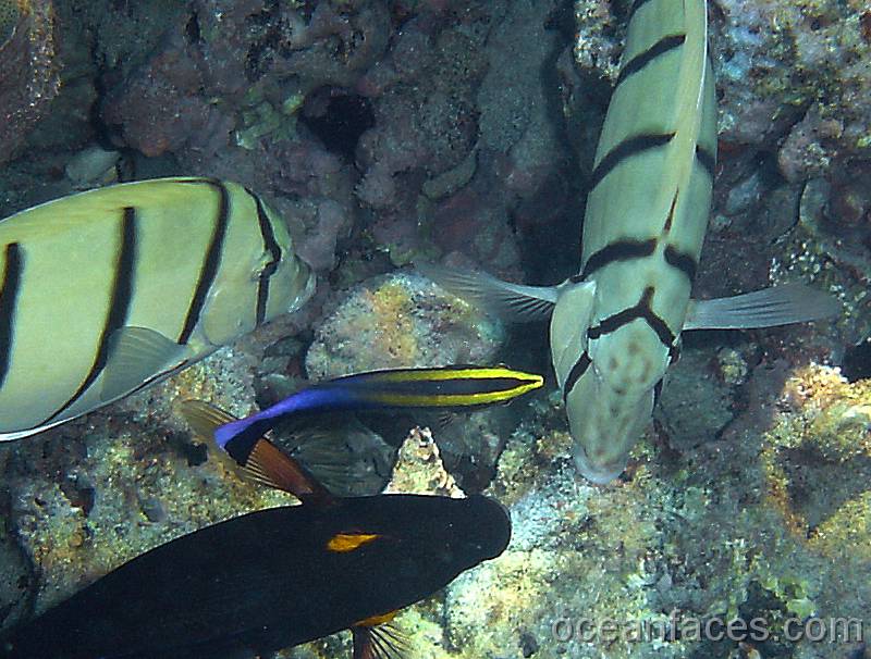 Hawaiiann_cleaner_wrasse2 