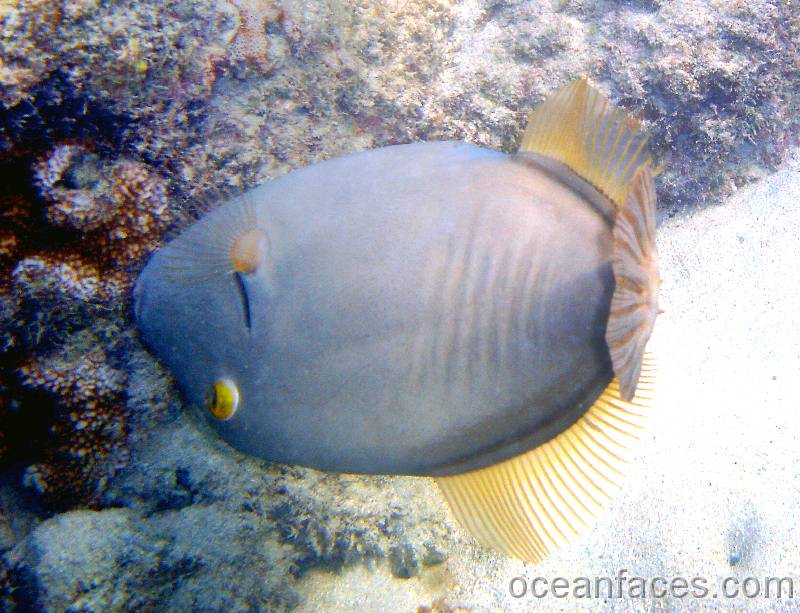 barred_filefish_female 