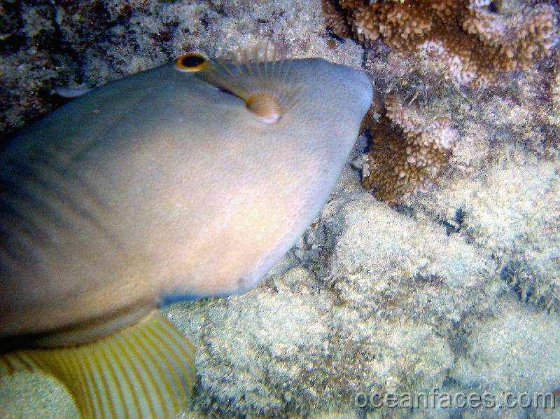 barred_filefish_female2 