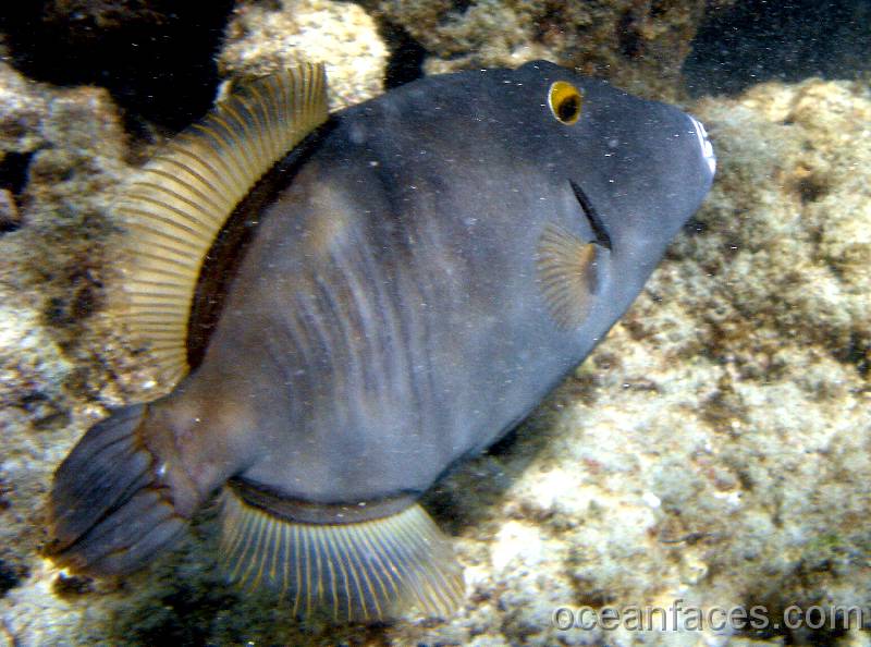 barred_filefish_male 