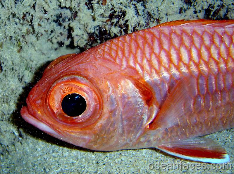 bigscale_soldierfish2 