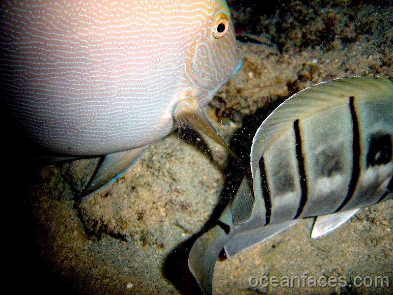 bluelined_surgeonfish 