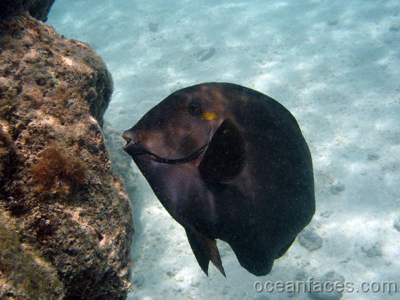 brown_surgeonfish 