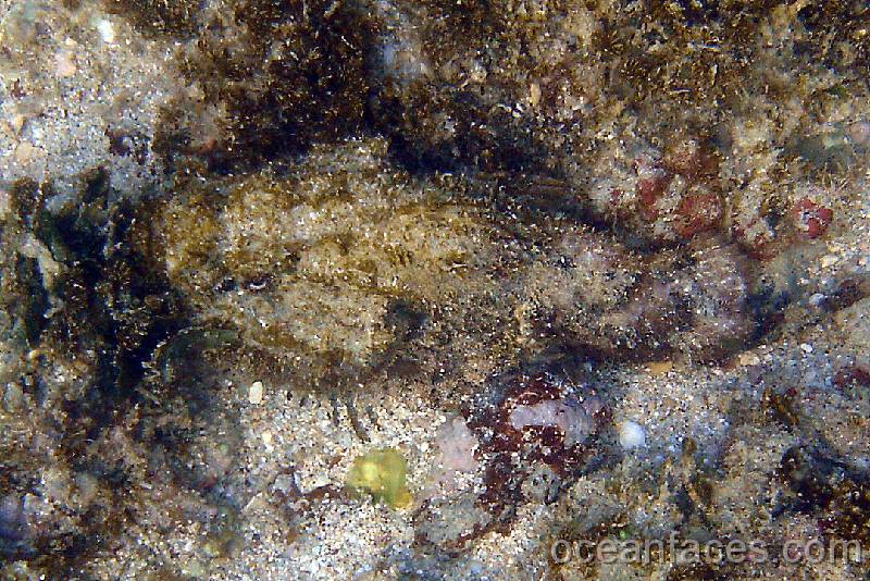 devil_scorpionfish1 