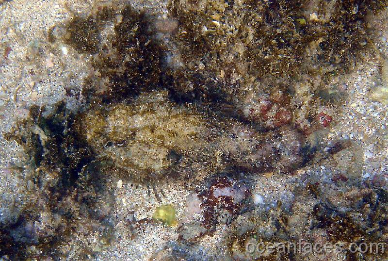 devil_scorpionfish3 