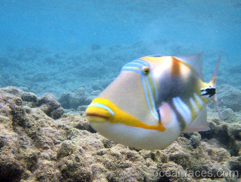 lagoon_triggerfish 