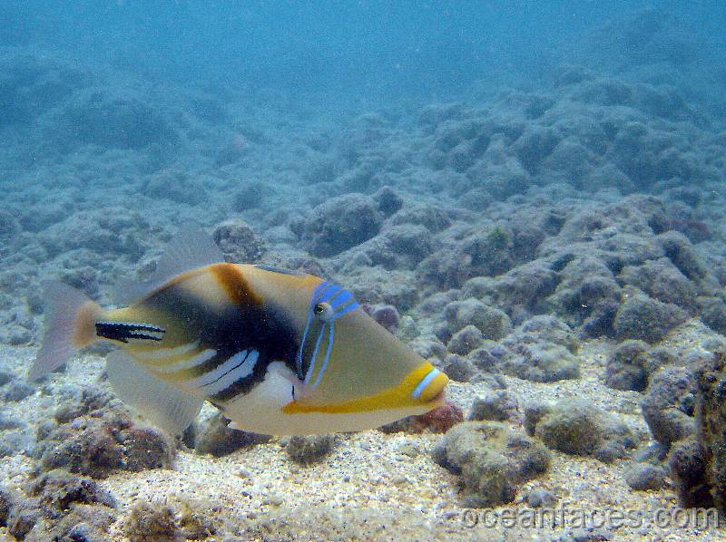 lagoon_triggerfish2 