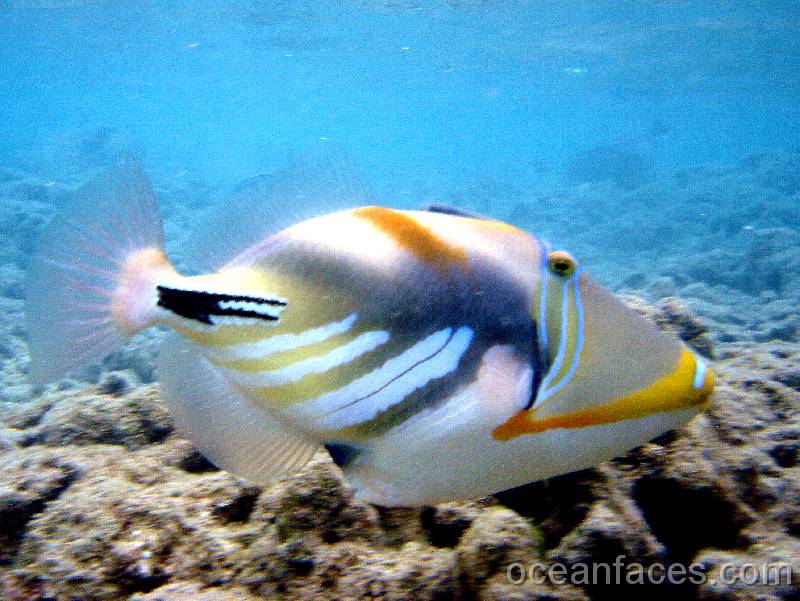 lagoon_triggerfish4 