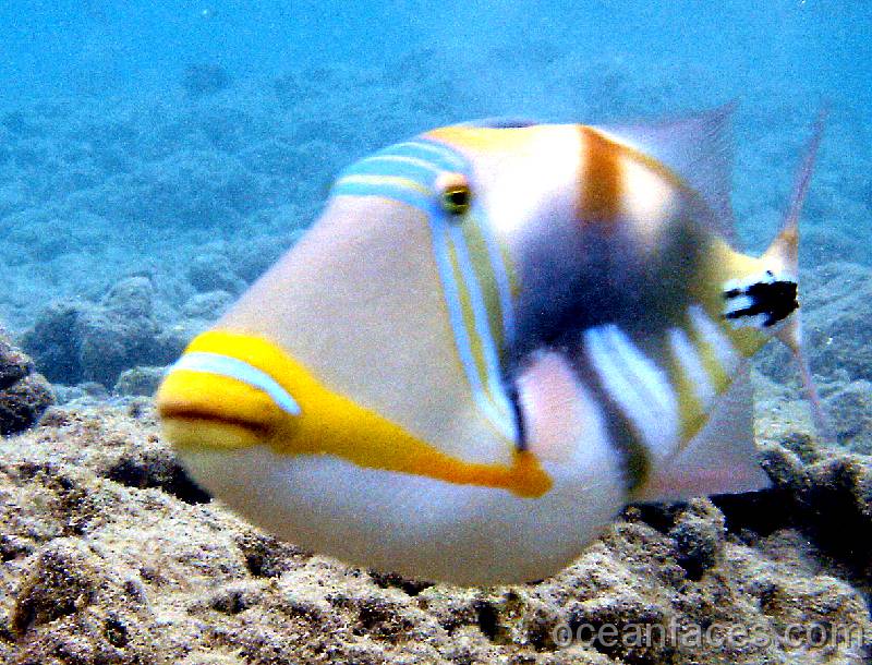 lagoon_triggerfish6 