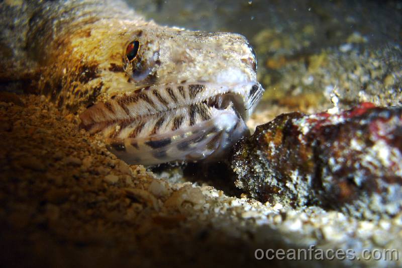 lizardfish1 