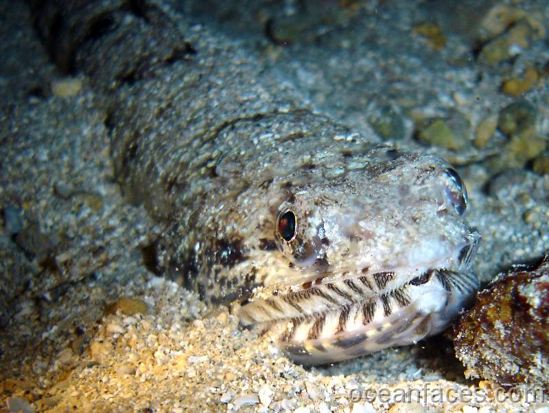 lizardfish4 