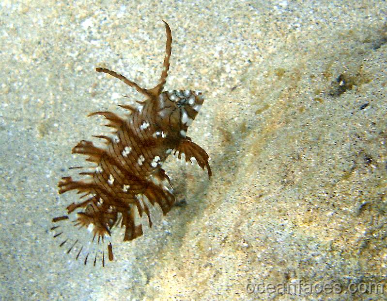 rockmover_wrasse_juvenile 