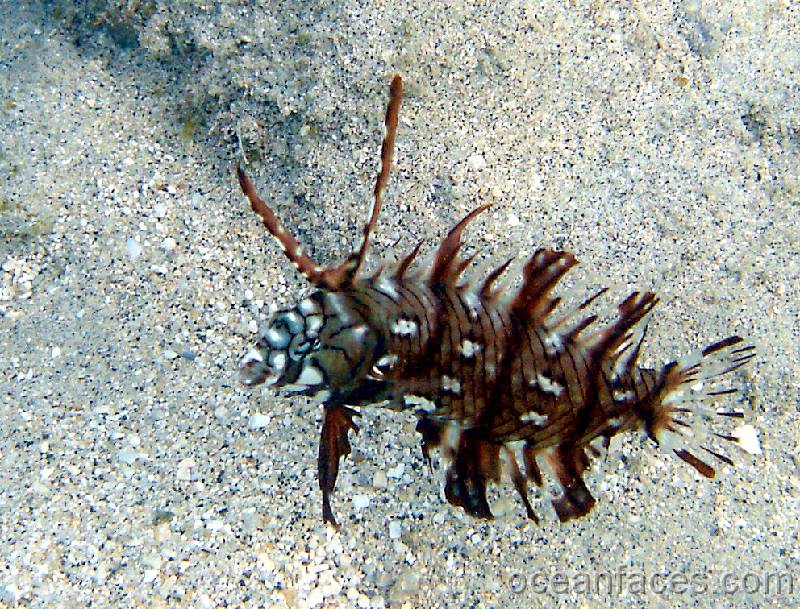 rockmover_wrasse_juvenile3 