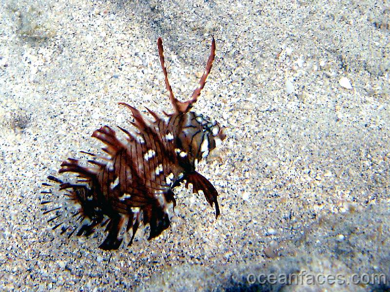 rockmover_wrasse_juvenile5 