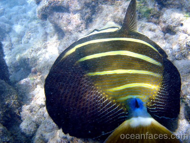 sailfin_tang 