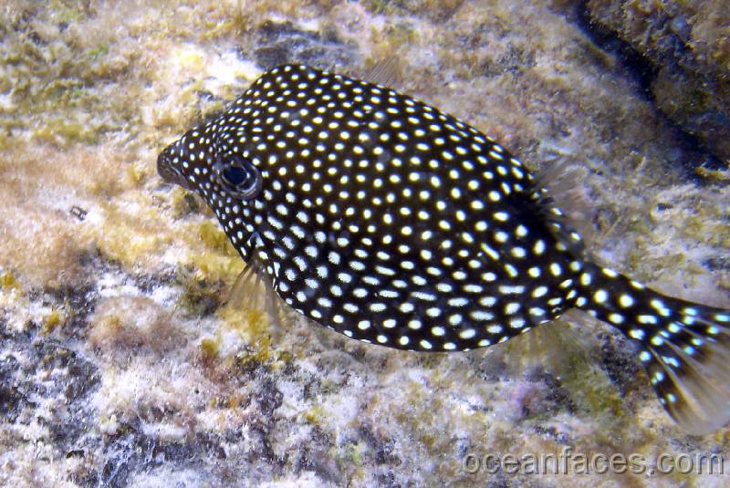 spotted_boxfish 