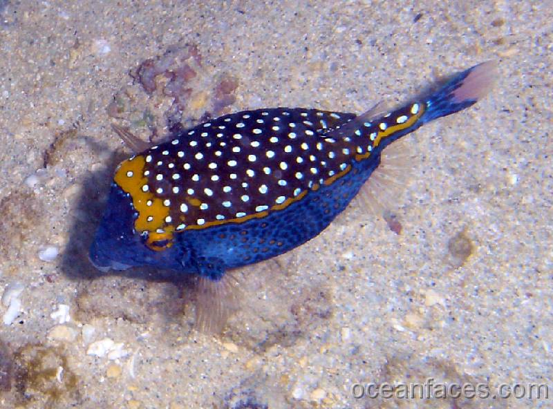 spotted_boxfish_male 