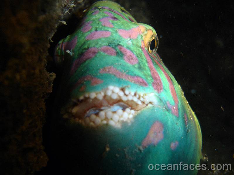 stareye_parrotfish2 