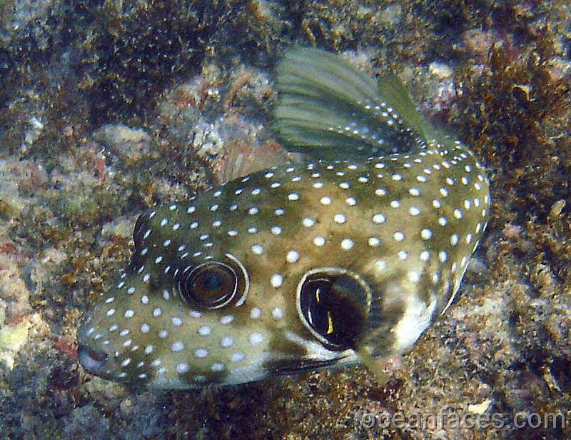 stripebelly_puffer 