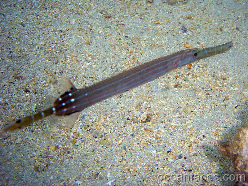 trumpetfish 