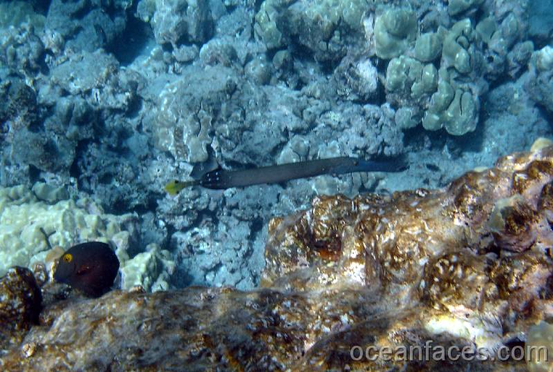 trumpetfish1 