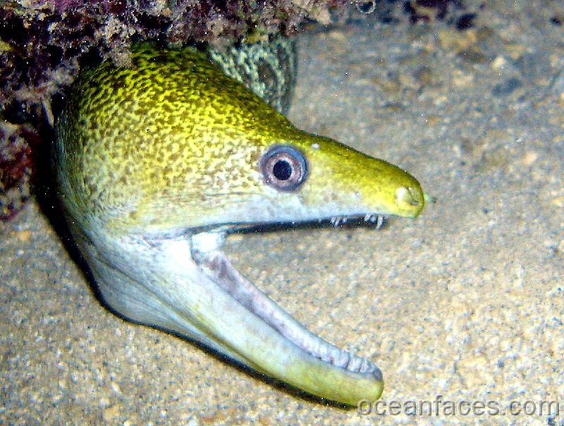 undulated_moray 