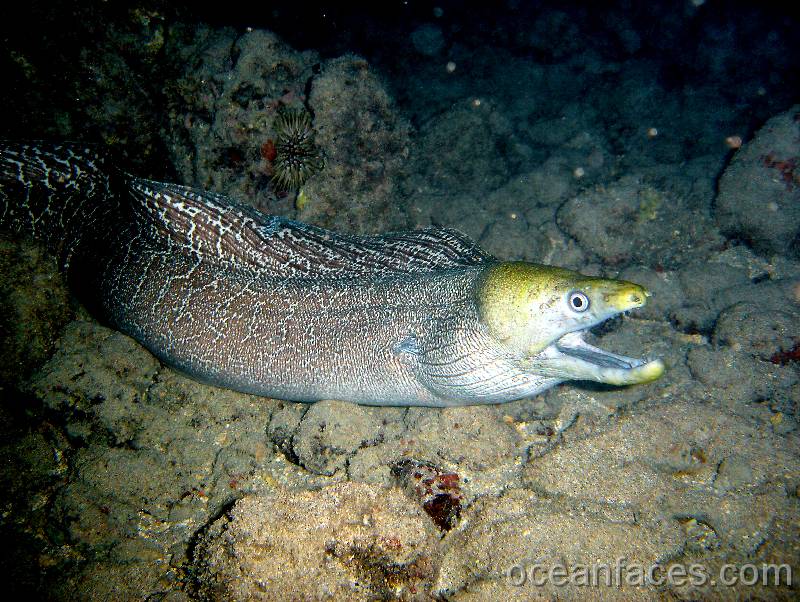 undulated_moray5 