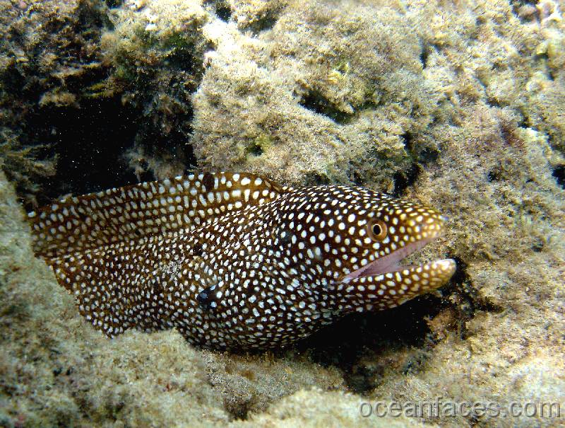 whitemouse_moray2 