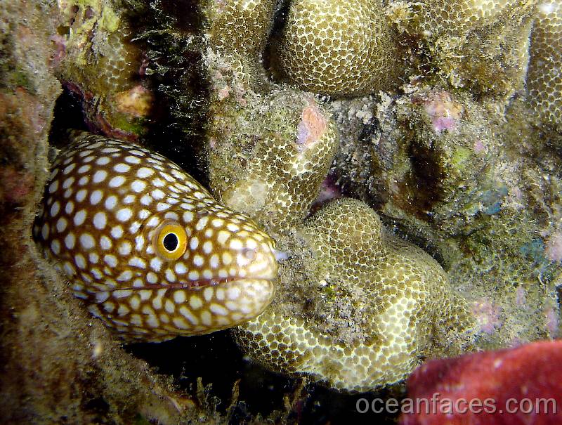 whitemouse_moray_juvenile 