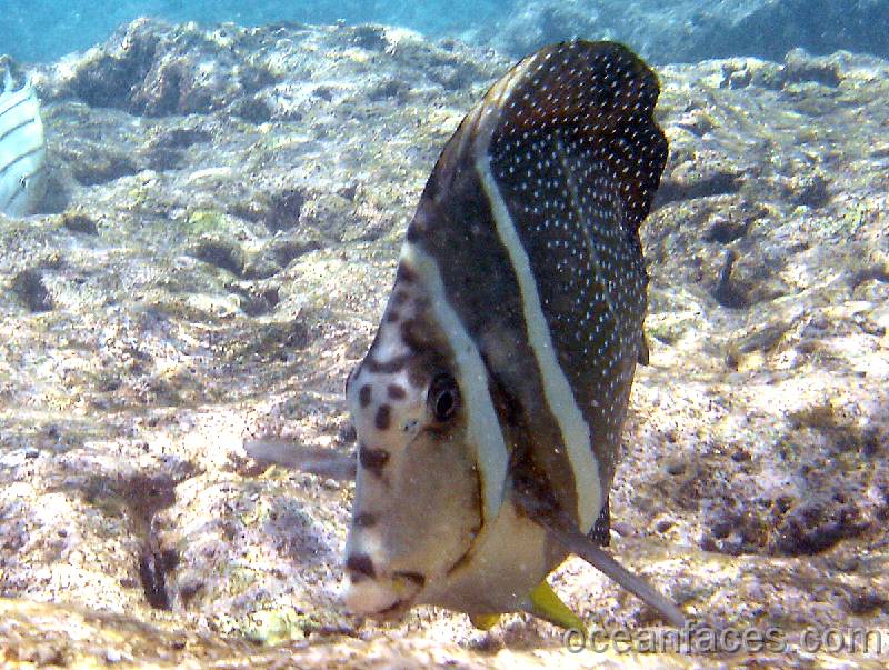 whitespotted_surgeonfish 