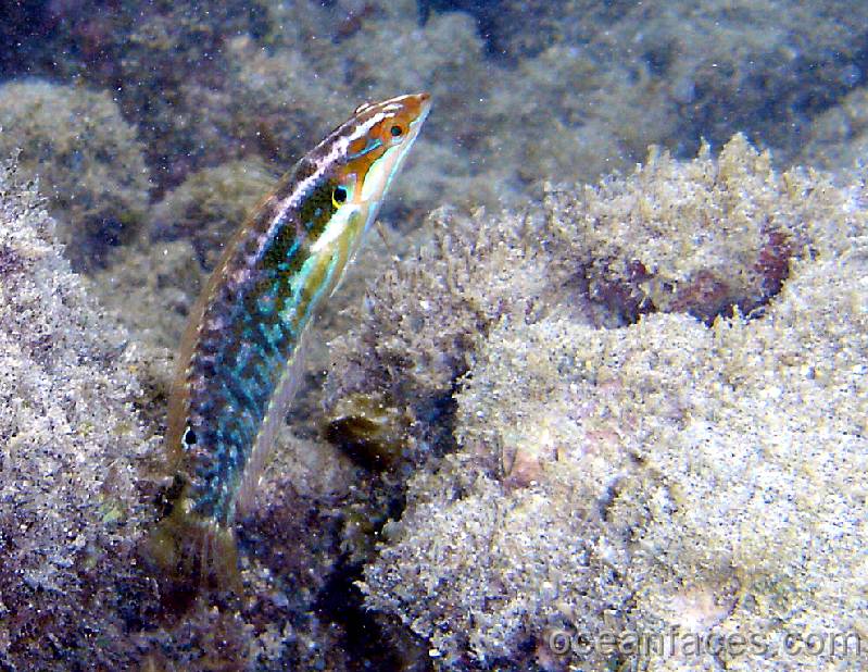 wrasse 