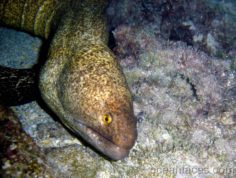 yellowmargin_moray 