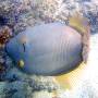 barred_filefish_female 