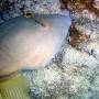 barred_filefish_female2 