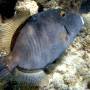 barred_filefish_male 