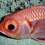 bigscale_soldierfish2