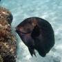 brown_surgeonfish 