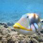 lagoon_triggerfish