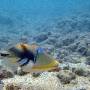 lagoon_triggerfish2