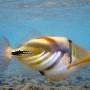 lagoon_triggerfish3