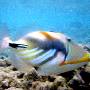 lagoon_triggerfish4