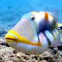 lagoon_triggerfish6