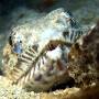 lizardfish2 