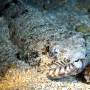 lizardfish4 