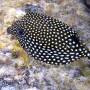 spotted_boxfish