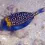 spotted_boxfish_male