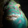 stareye_parrotfish2