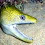 undulated_moray