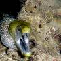 undulated_moray21 