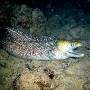 undulated_moray5